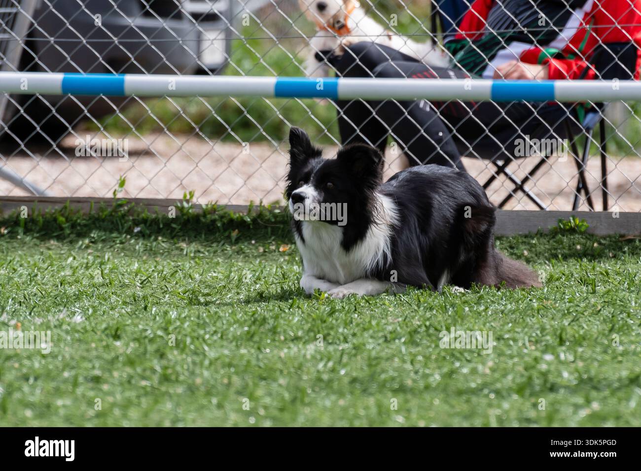 Ein schwarz-weißer Border Collie liegt ruhig auf dem Gras während eines Outdoor-Hundeschlittenevents mit Zuschauern in der Nähe. Stockfoto