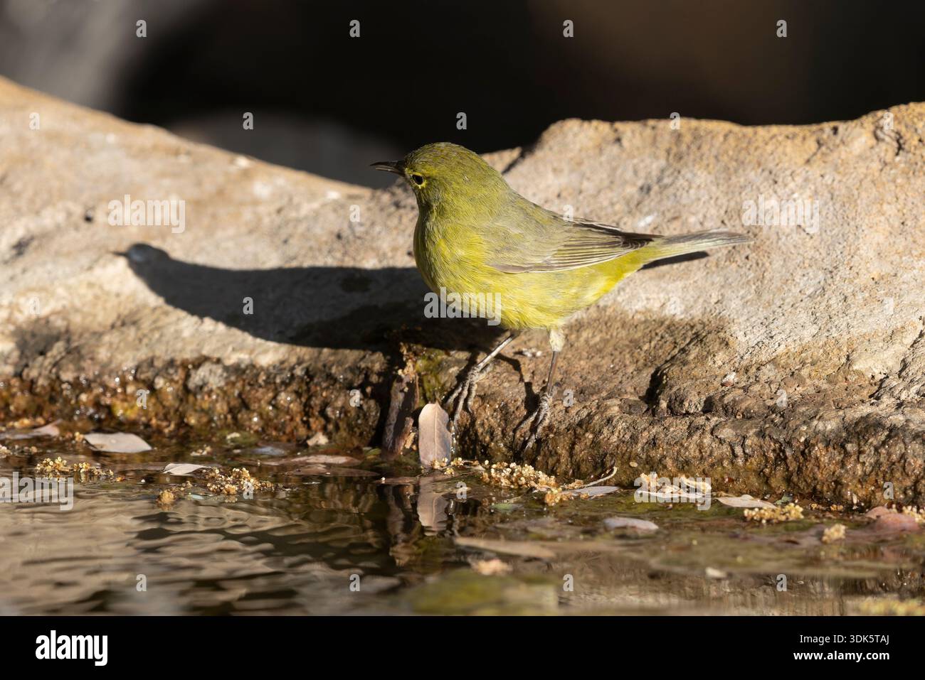 Warbler mit Orangenkrone, Ash Canyon, Arizona. USA, April 2025 Stockfoto