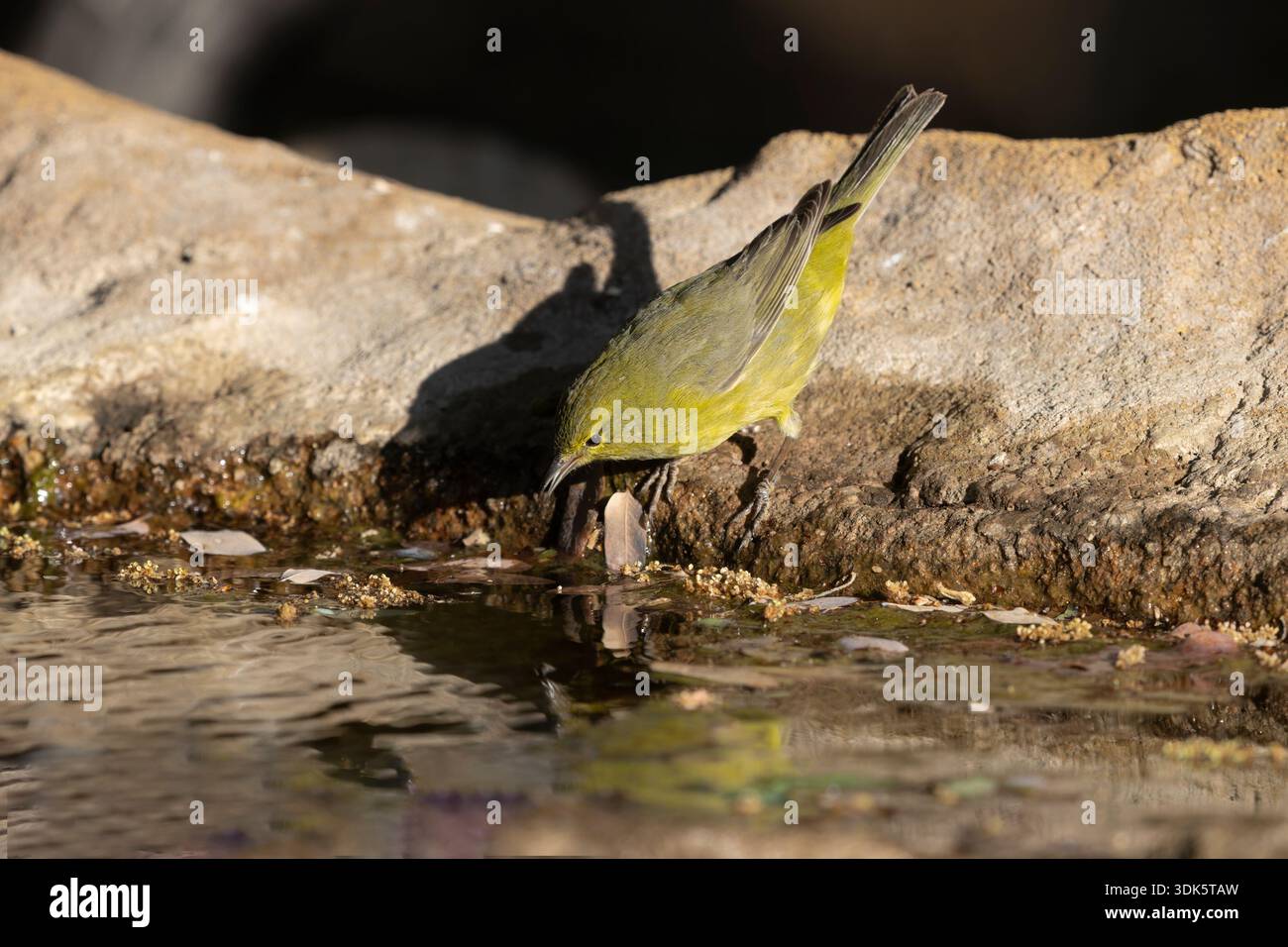 Warbler mit Orangenkrone, Ash Canyon, Arizona. USA, April 2025 Stockfoto