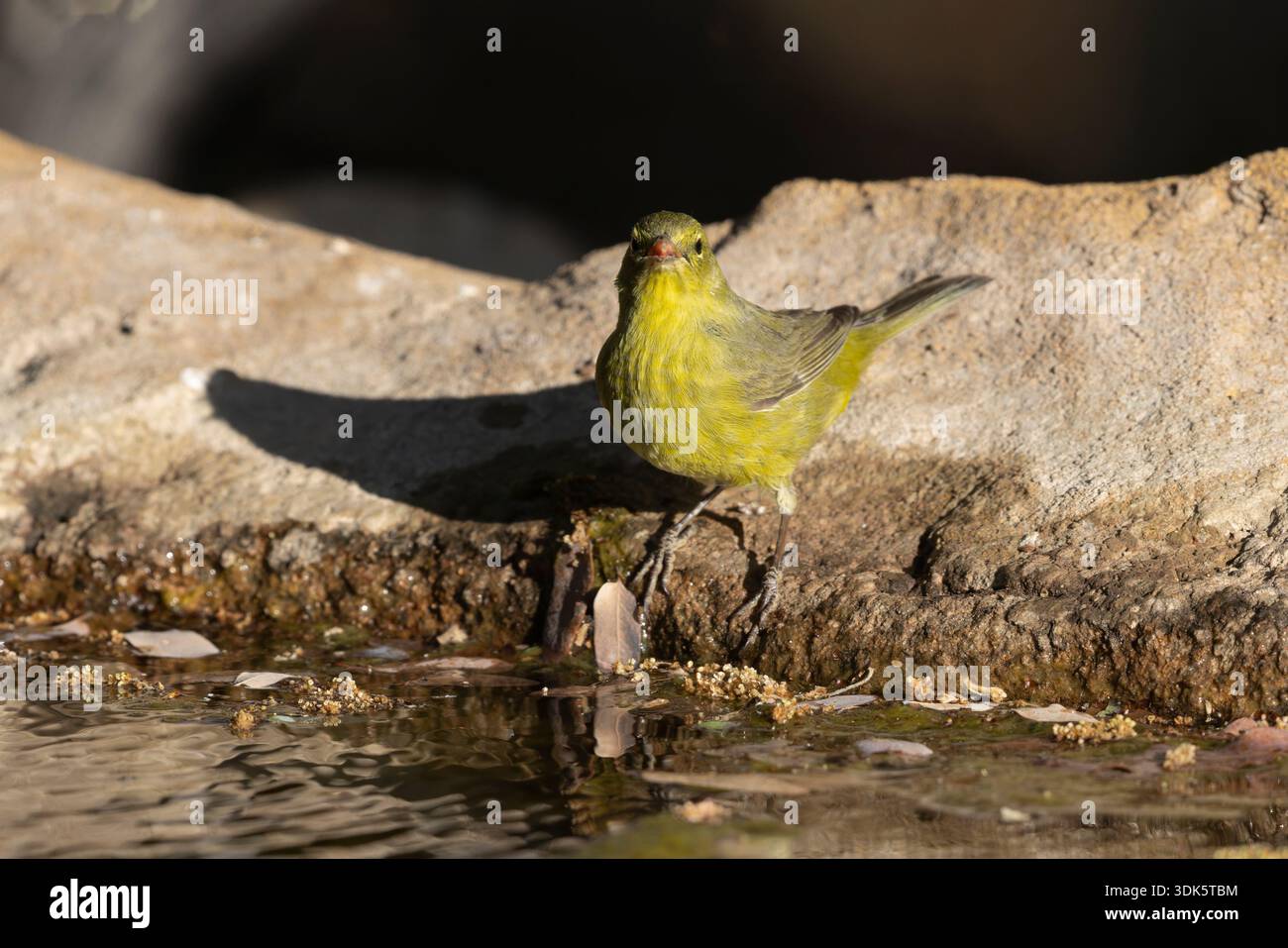 Warbler mit Orangenkrone, Ash Canyon, Arizona. USA, April 2025 Stockfoto