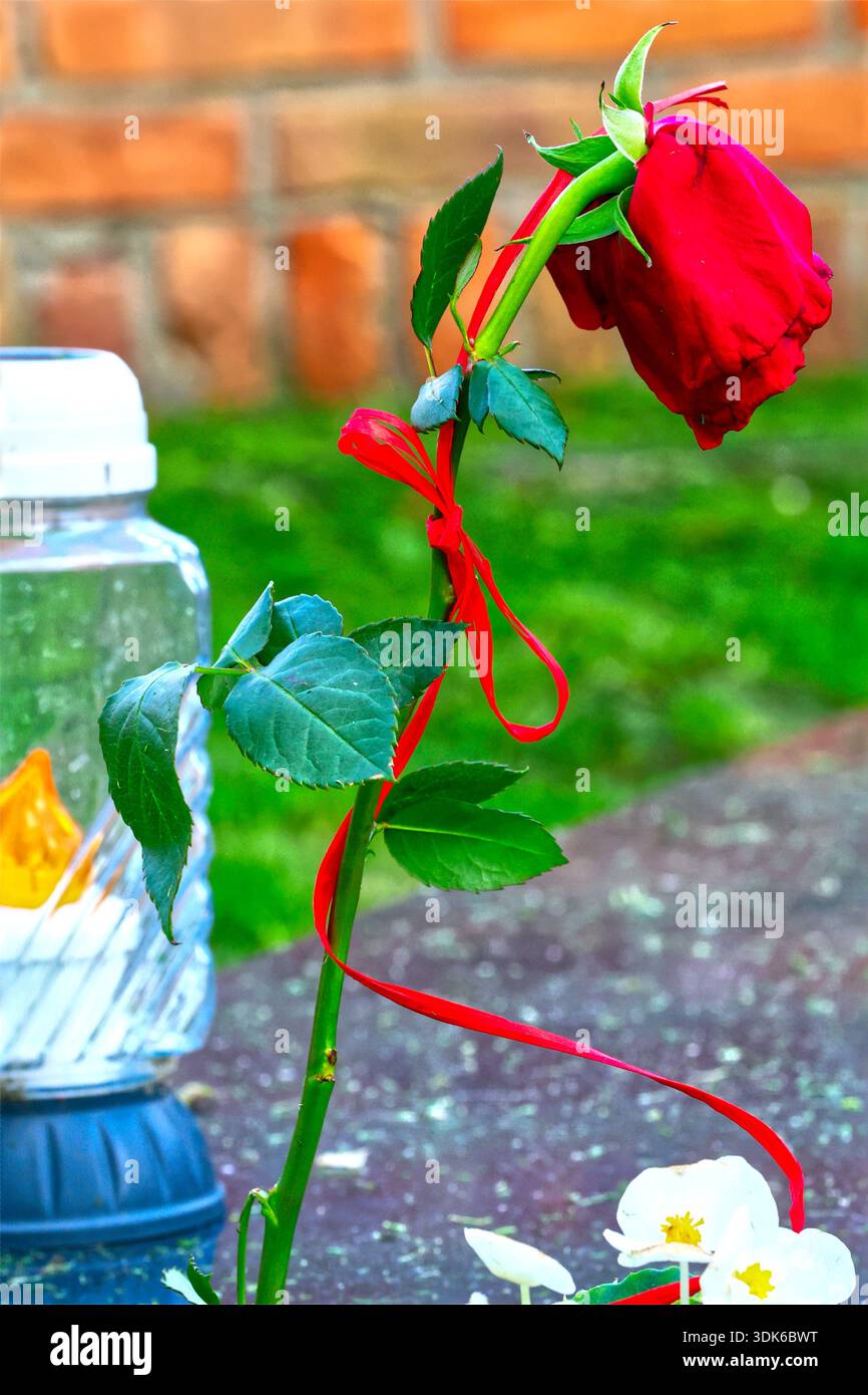 Rote Rose auf einem Grabstein, symbolisiert Erinnerung und Verlust Stockfoto