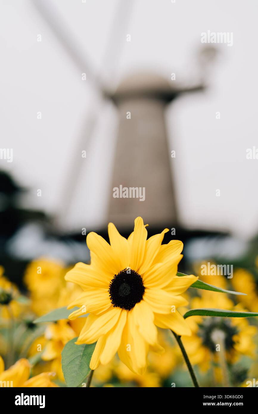 Fokussierte Sonnenblume am Strand vor einer unscharfen Windmühle im Hintergrund Stockfoto