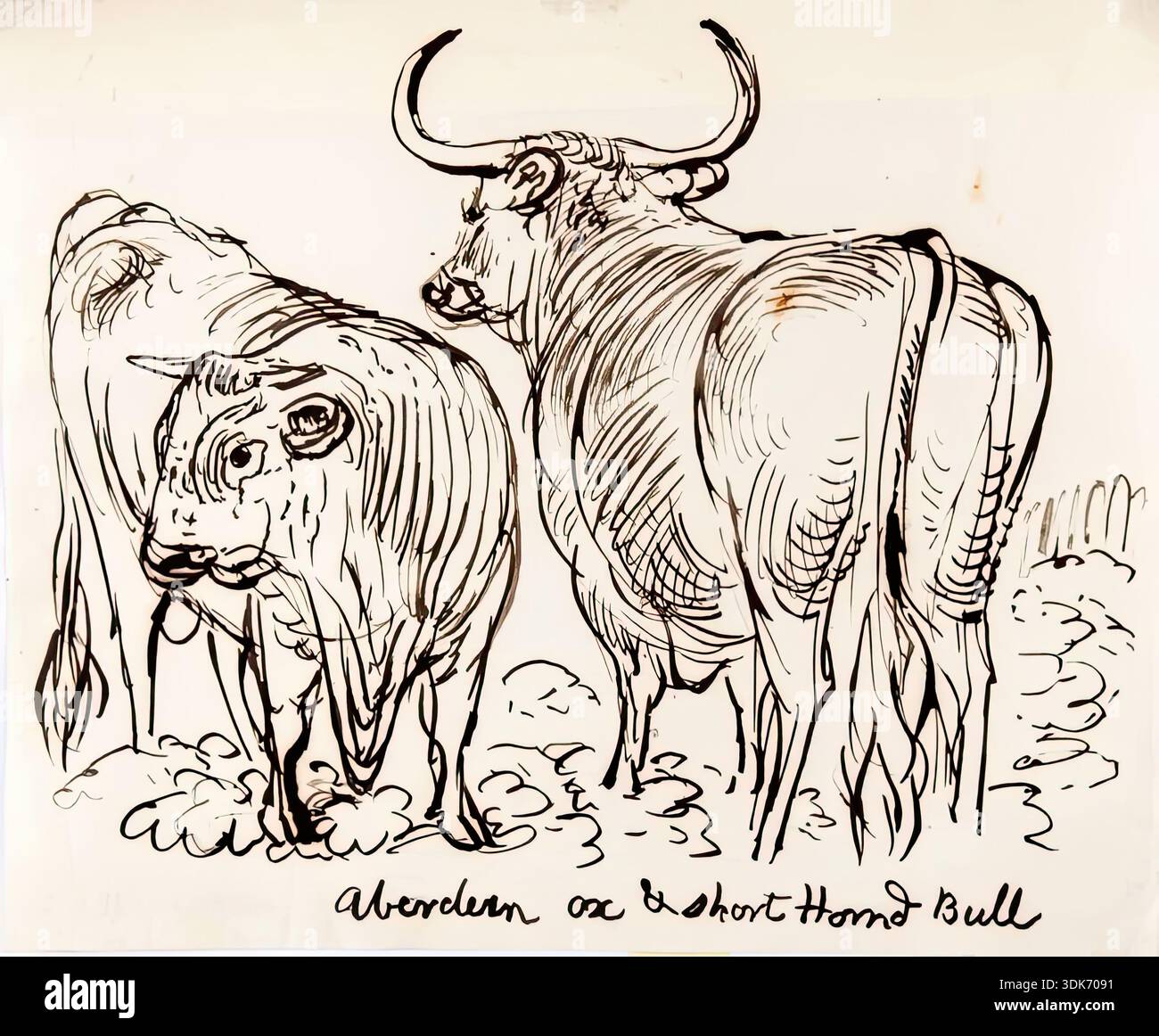 Aberdeen Ox und Kurzdornbulle, 1825-1839. Stockfoto