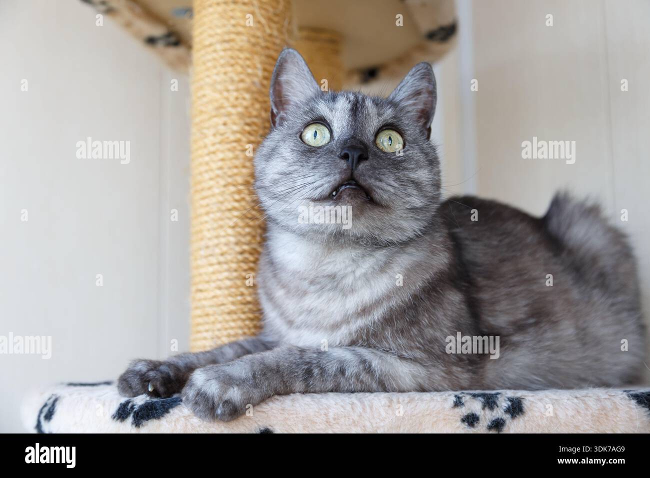Eine schöne graue und weiße Katze mit gelben Augen sitzt auf einem Katzenspielkomplex und schaut nach oben. Scottish Straight Rasse, schwarze Rauchfarbe. Ohne Menschen. Stockfoto