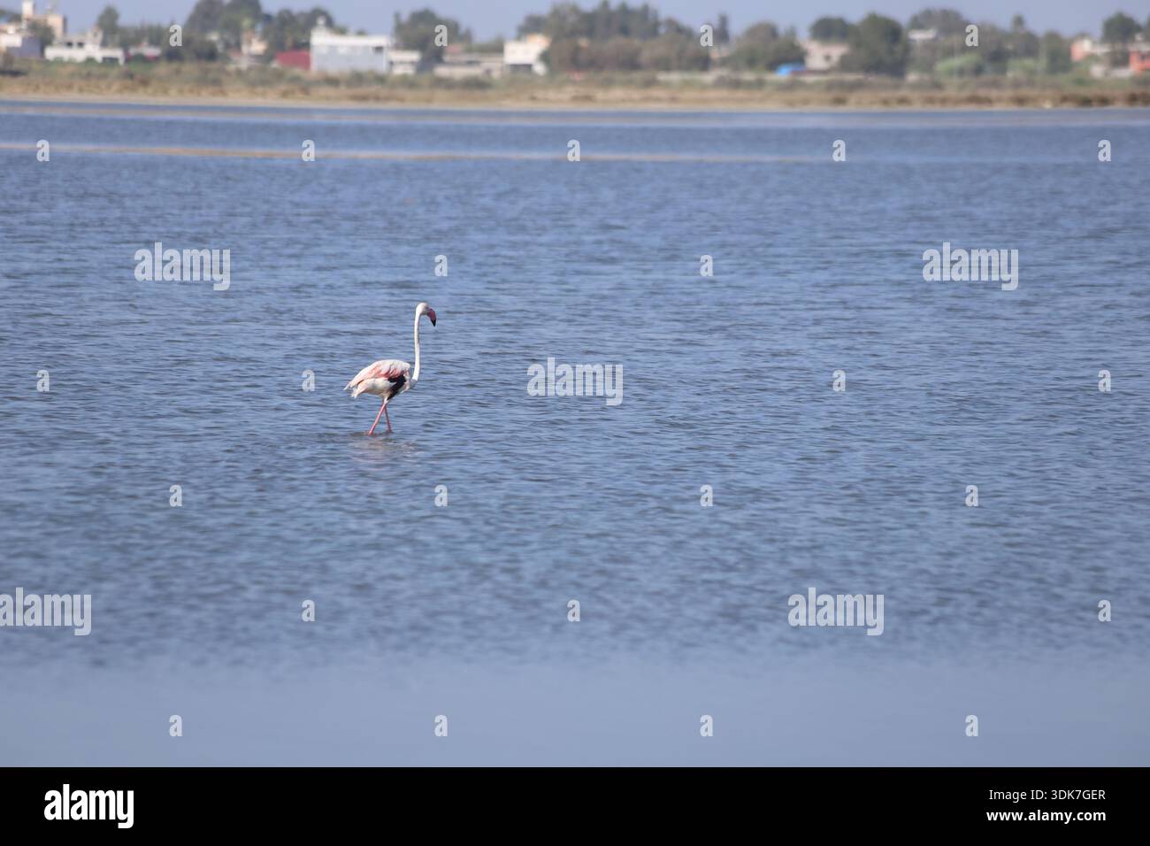 Einzelner rosafarbener Flamingo im Blauen Wasser: Wunderschöner großer Flamingo, der in einem ruhigen See mit einem fernen Hintergrund der Küstenstadt bei Tageslicht weht Stockfoto