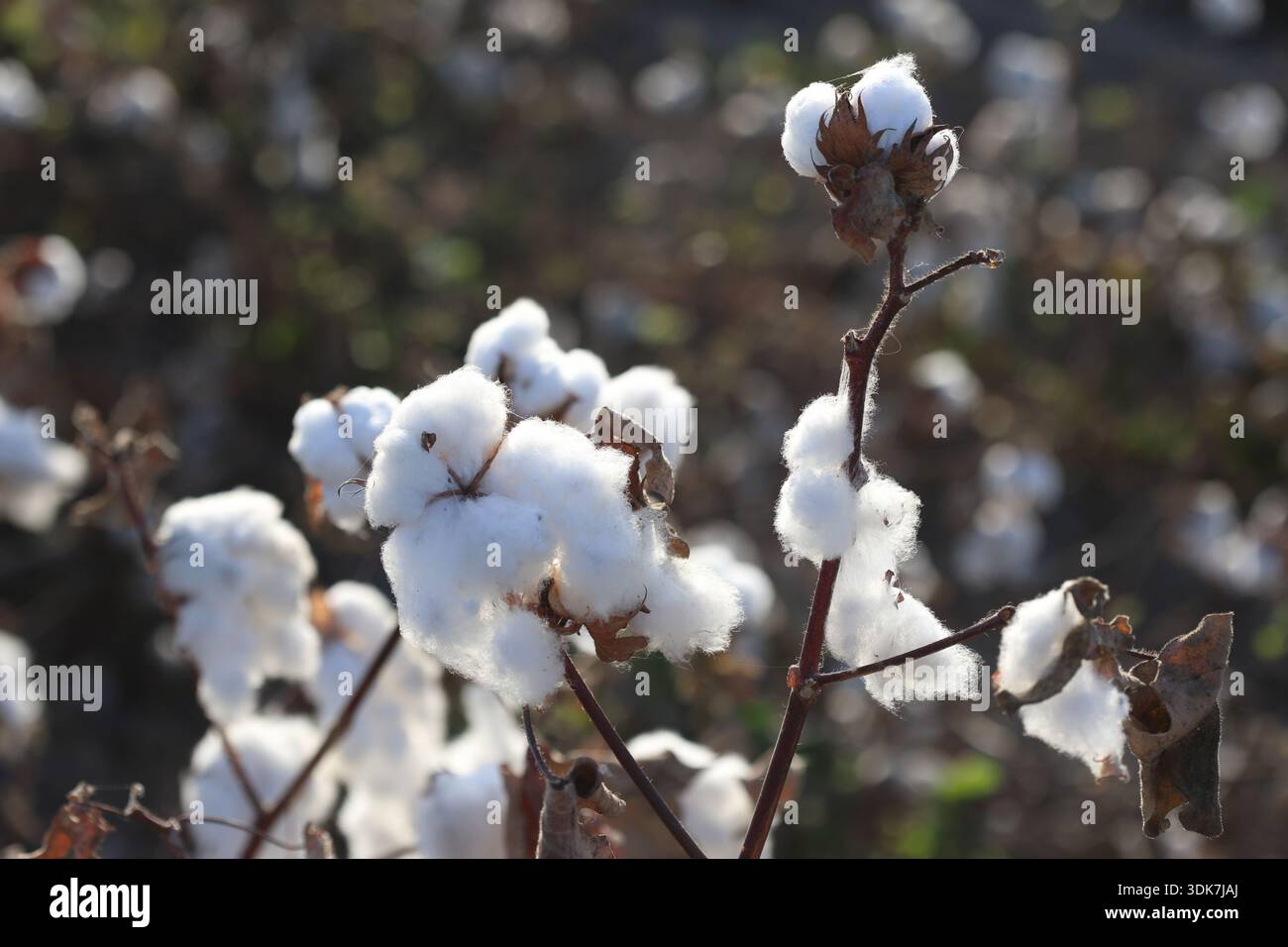 Baumwollfeld bereit für harve Stockfoto