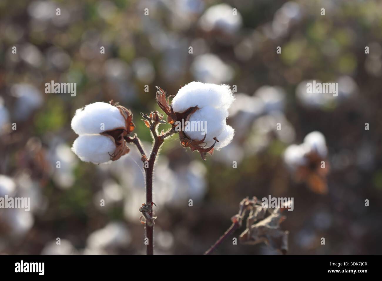 Baumwollfeld bereit für harve Stockfoto