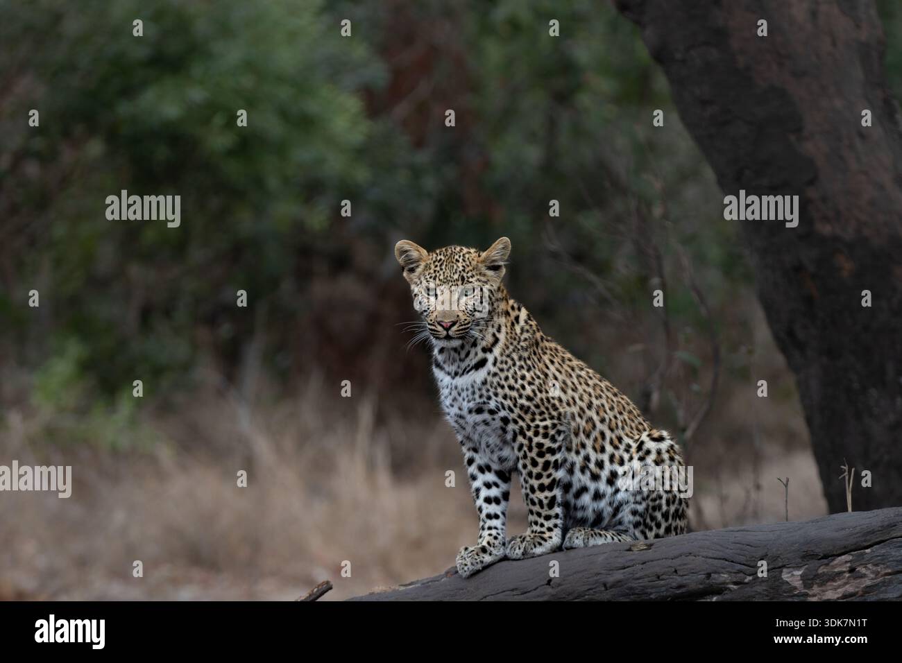 Leopard, Panthera pardus, Leopardenjunges, das auf einem dunklen, gefallenen Baumstamm mit Waldhintergrund sitzt. Stockfoto