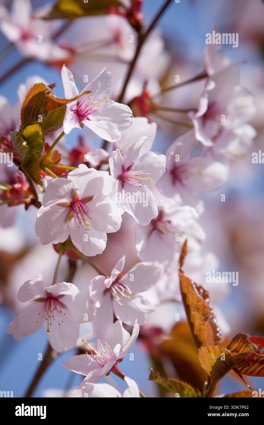 Prunus serrulata (Kirschblüte) hellrosa Frühlingsblumen mit rötlichen Blättern vor klarem blauem Himmel Stockfoto