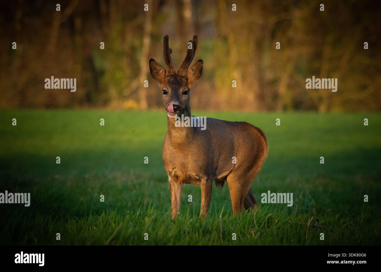 Meine Bilder sind ein Porträt wilder Tiere in ihrer natürlichen Umgebung. Stockfoto