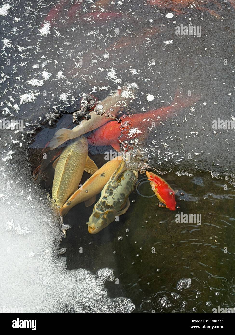 Große weiße und orange Koi schwimmen unter Eis und Eiskristallen in einem Teich in Wisconsin, USA - Smartphone-aufgenommenes Stockfoto
