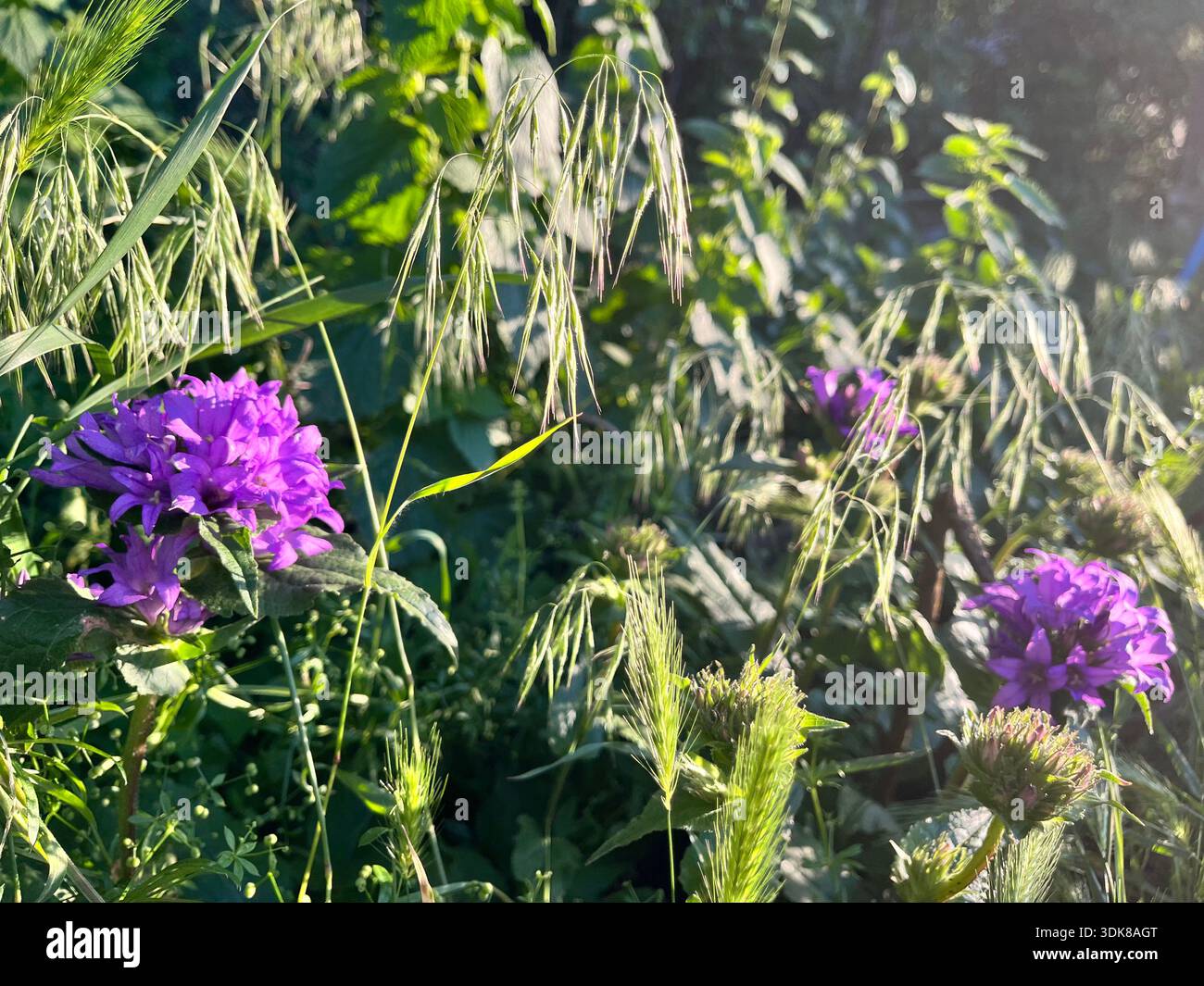 Violette Wildblumen wachsen zwischen grünem Gras bei natürlichem Sonnenlicht. - Smartphone-aufgenommenes Stockfoto