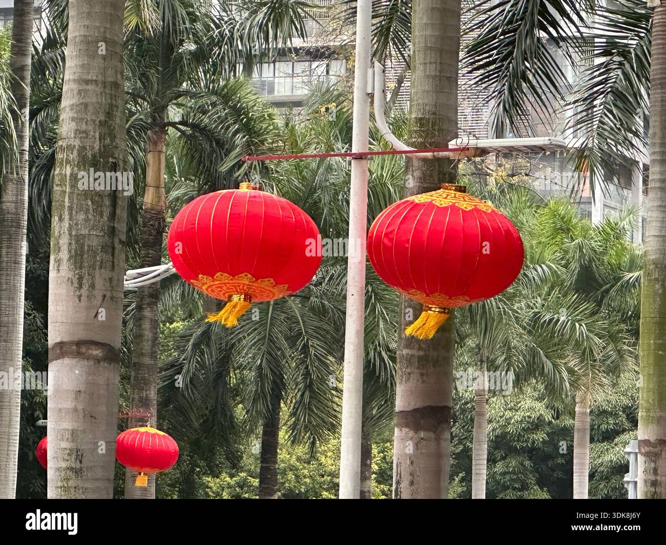 Traditionelle rote chinesische Laternen hängen zwischen Palmen und symbolisieren Glück und Feier Stockfoto