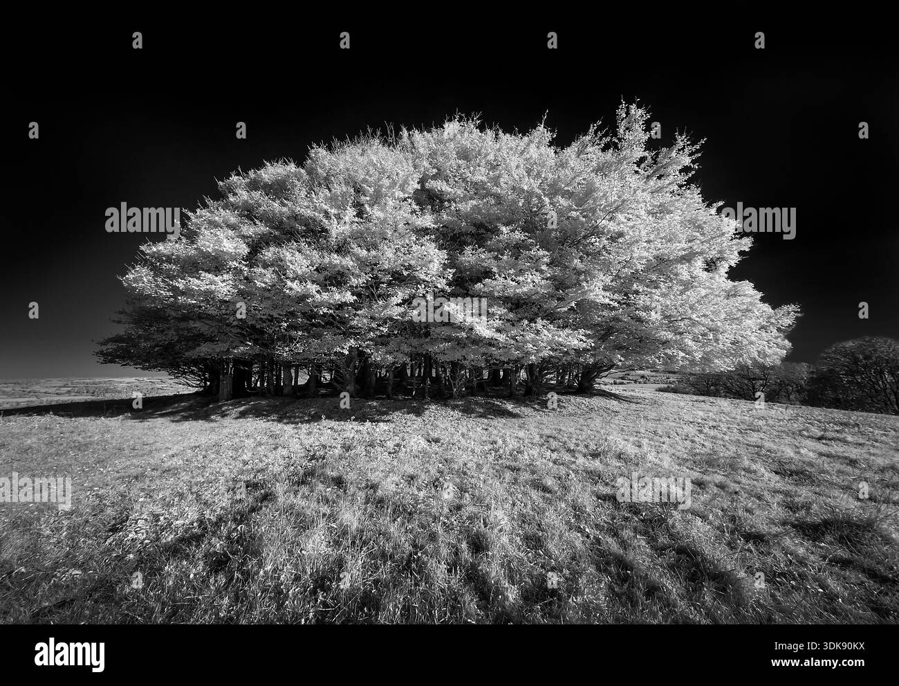 WINGREEN BUCHENHOLZKRAUT FOTOGRAFIERT IN INFRAROT AUF DER CRANBORNE JAGD IN WILTSHIRE MIT DRAMATISCHEM SCHWARZEN HIMMEL FÜR KOPIERRAUM UND SIEHT AUS WIE WINTER Stockfoto