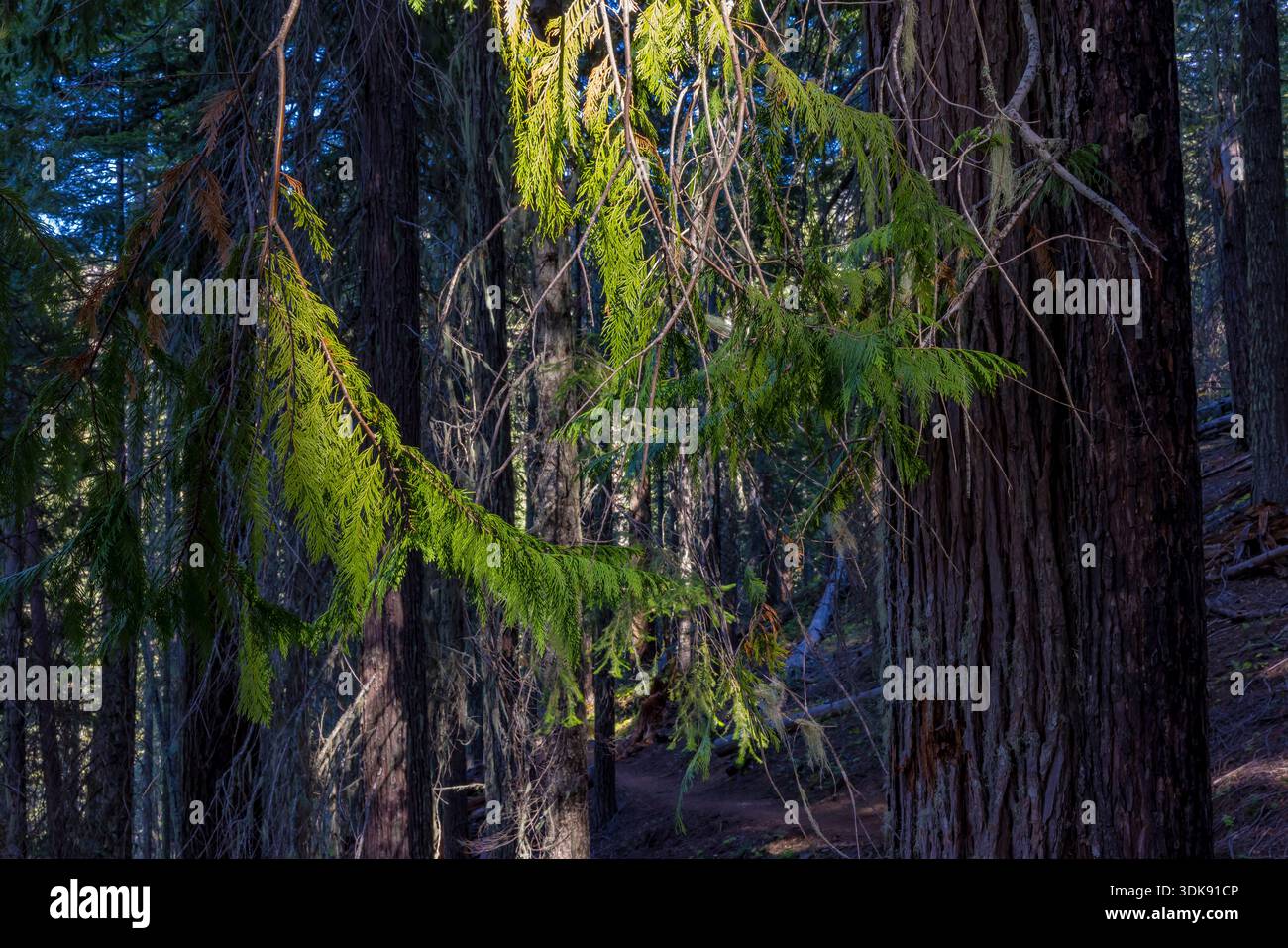 Port Orford Cedar, Chamaecyparis lawsoniana, im Wald des Oregon Caves National Monument and Preserve, Oregon, USA Stockfoto