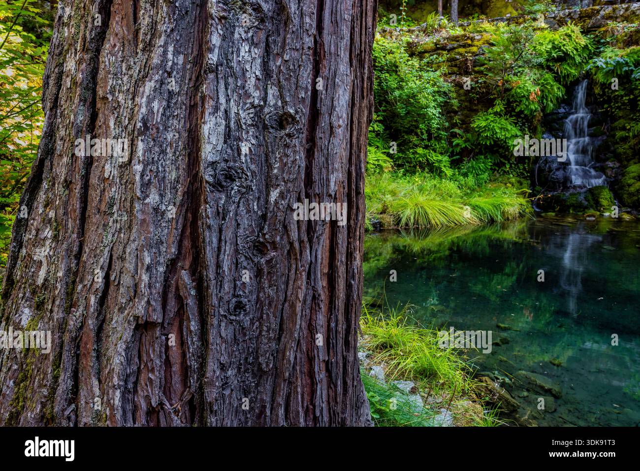 Port Orford Cedar, Chamaecyparis lawsoniana, im Chateau Courtyard des Oregon Caves National Monument and Preserve, Oregon, USA Stockfoto