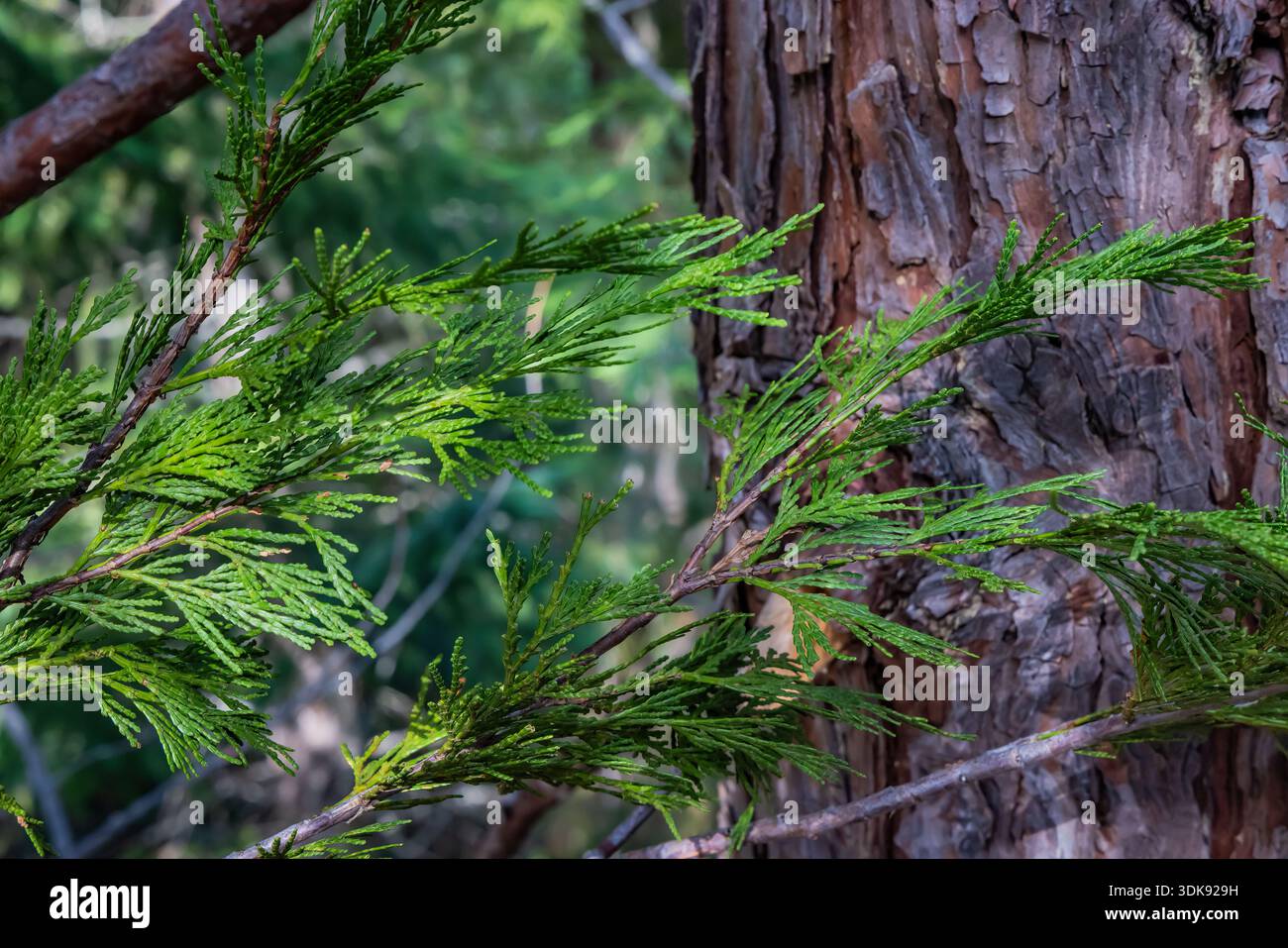 Port Orford Cedar, Chamaecyparis lawsoniana, im Wald des Oregon Caves National Monument and Preserve, Oregon, USA Stockfoto