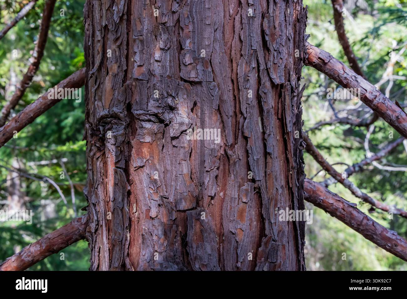 Port Orford Cedar, Chamaecyparis lawsoniana, im Wald des Oregon Caves National Monument and Preserve, Oregon, USA Stockfoto