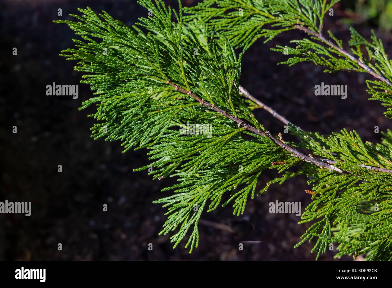 Port Orford Cedar, Chamaecyparis lawsoniana, im Wald des Oregon Caves National Monument and Preserve, Oregon, USA Stockfoto