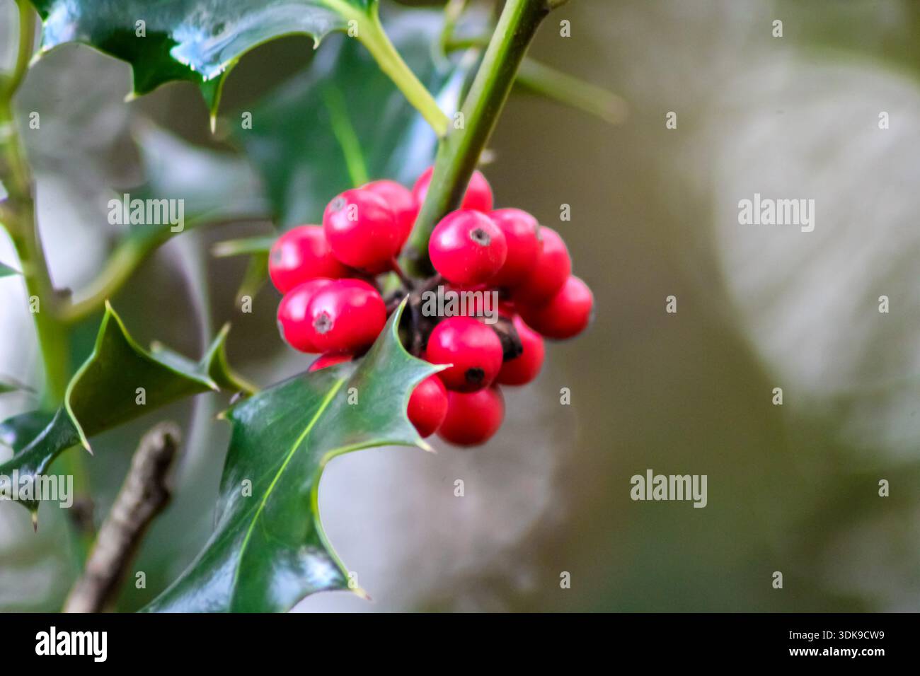 Eine Nahaufnahme einer europäischen holly-Zweigstelle mit glänzenden, stachelgrünen Blättern und leuchtend roten Beeren, ein klassisches Symbol für Winter und Weihnachten. Stockfoto