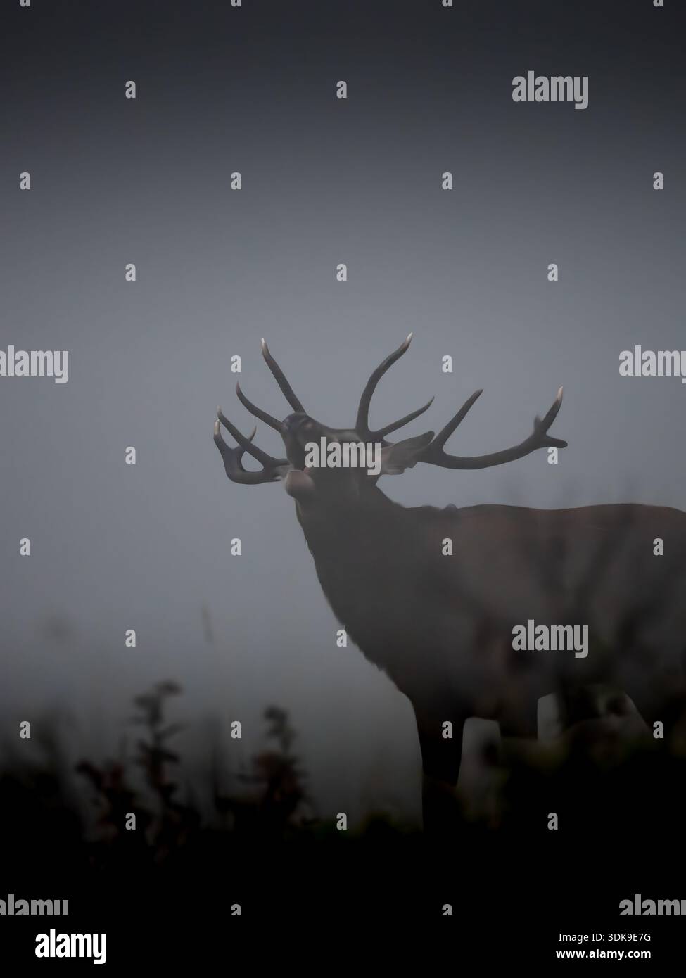 Majestätischer Rotwild-Hirsch steht in nebligem Hochlandmoor in Schottland, seine Silhouette und Geweih werden von der atmosphärischen Nebelatmosphäre beleuchtet. Stockfoto