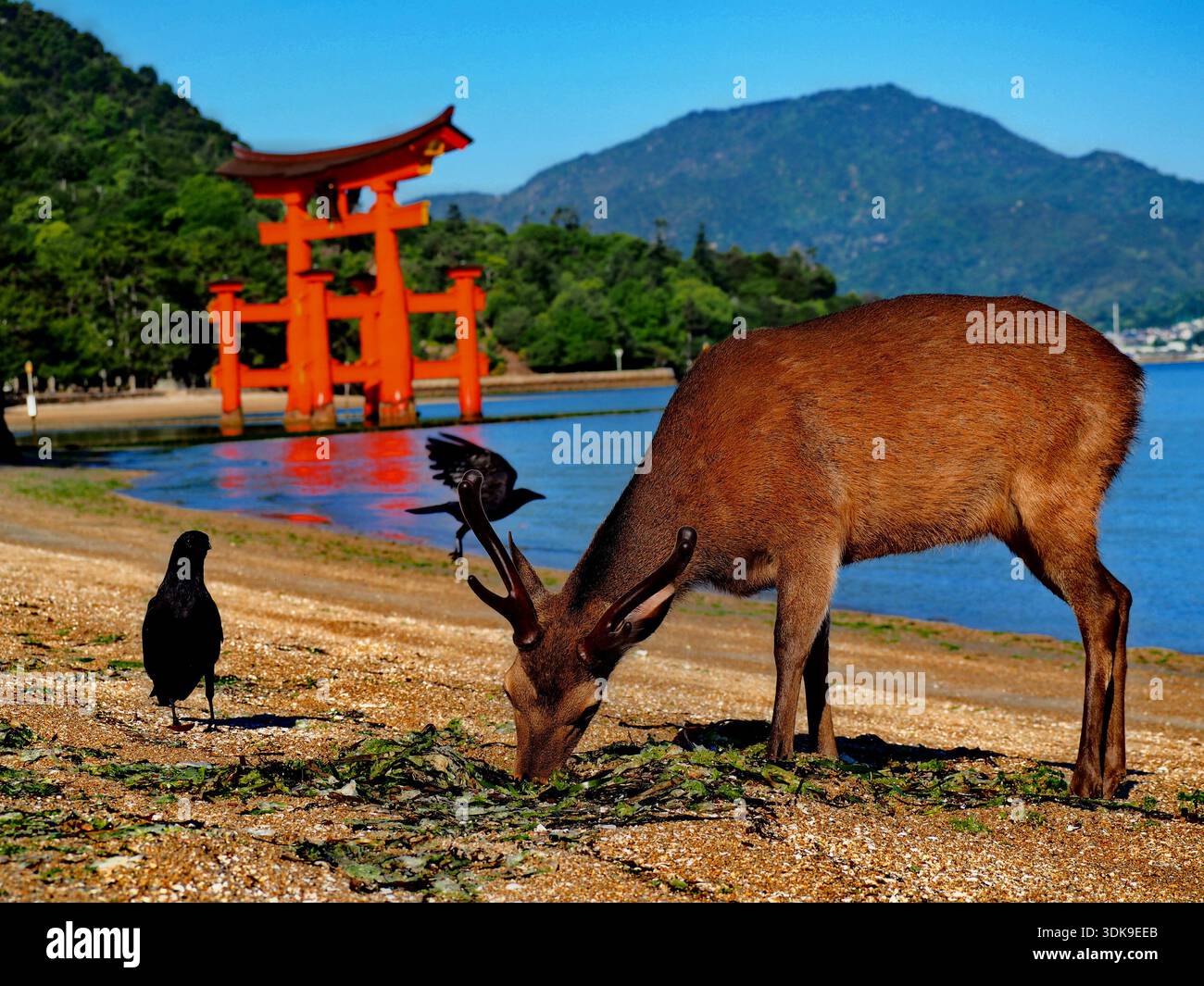 Hirsche, die an einem Strand weiden, mit einer Krähe in der Nähe und einem kupferfarbenen Torii-Tor im Hintergrund. Stockfoto