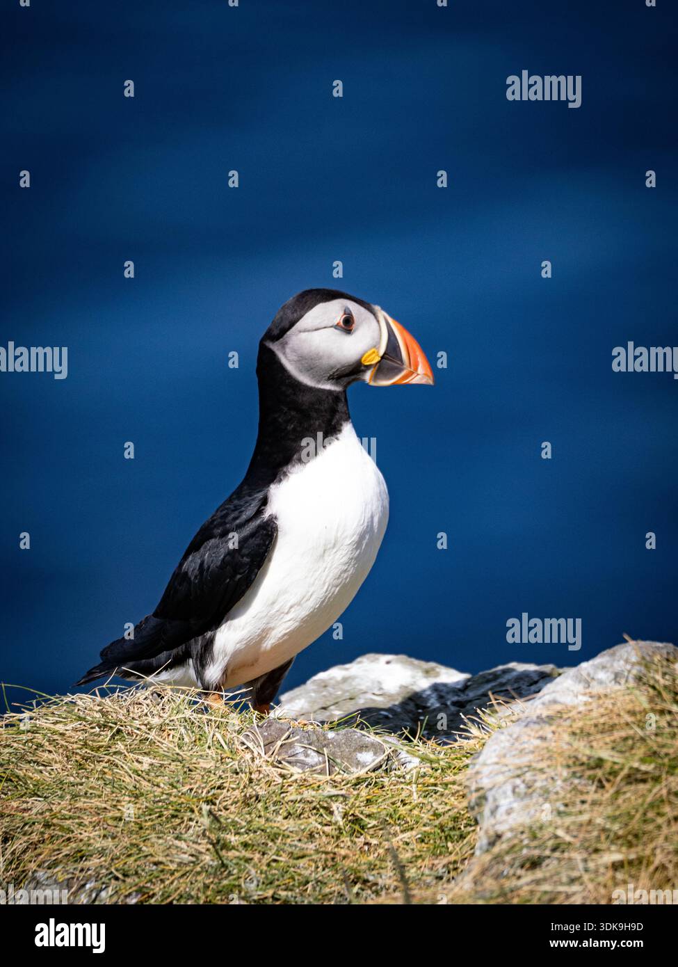 Atlantischer Papageientaucher auf einem felsigen Felsvorsprung mit tiefblauem Meer im Hintergrund. Schottische Küste. Stockfoto