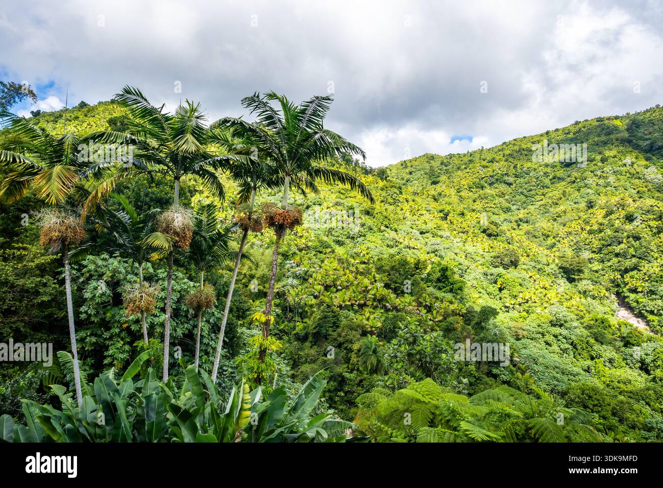 Üppig grüner Regenwald im El Yunque National Forest. Puerto Rico. Stockfoto