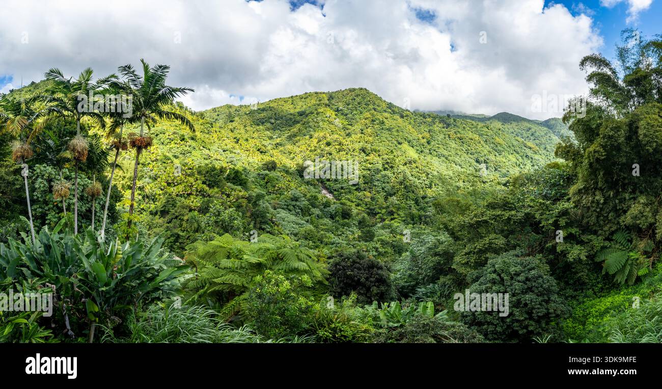 Üppig grüner Regenwald im El Yunque National Forest. Puerto Rico. Stockfoto