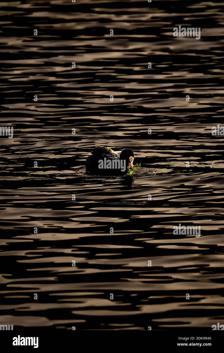 Wasservögel gleiten auf dunklem, goldreflektierendem Wasser und tragen dabei grüne Vegetation. Stockfoto