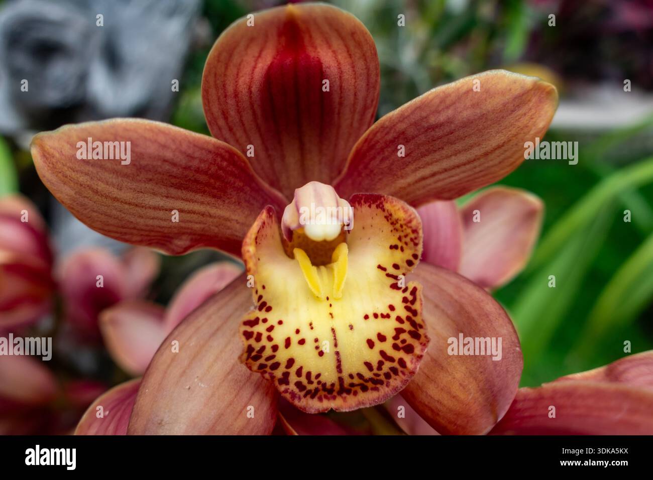 Orchideen im National Orchid Garden in Singapur sind der größte Orchideengarten der Welt Stockfoto