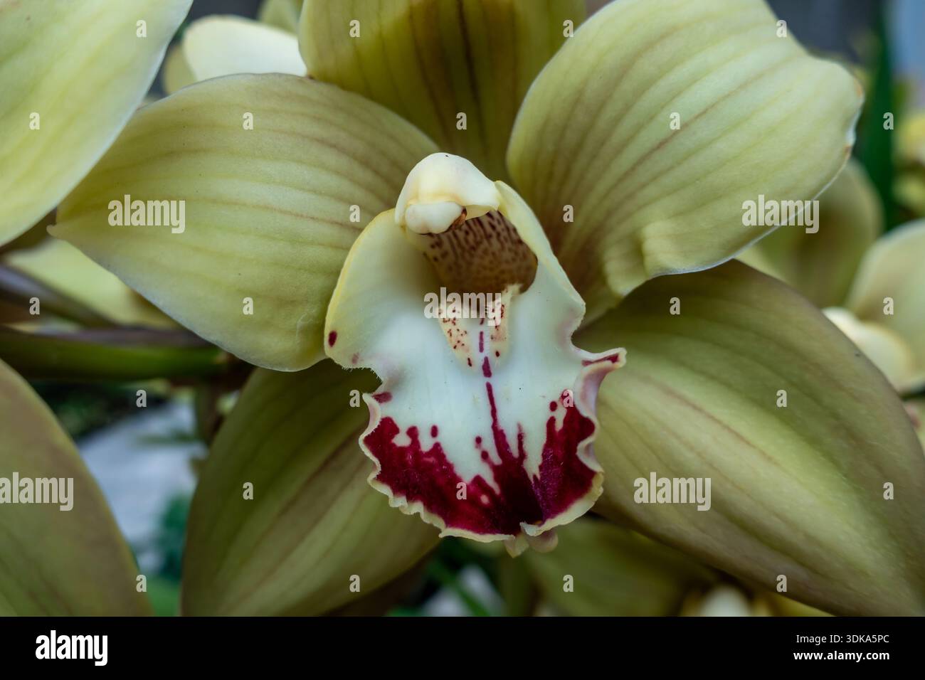 Orchideen im National Orchid Garden in Singapur sind der größte Orchideengarten der Welt Stockfoto