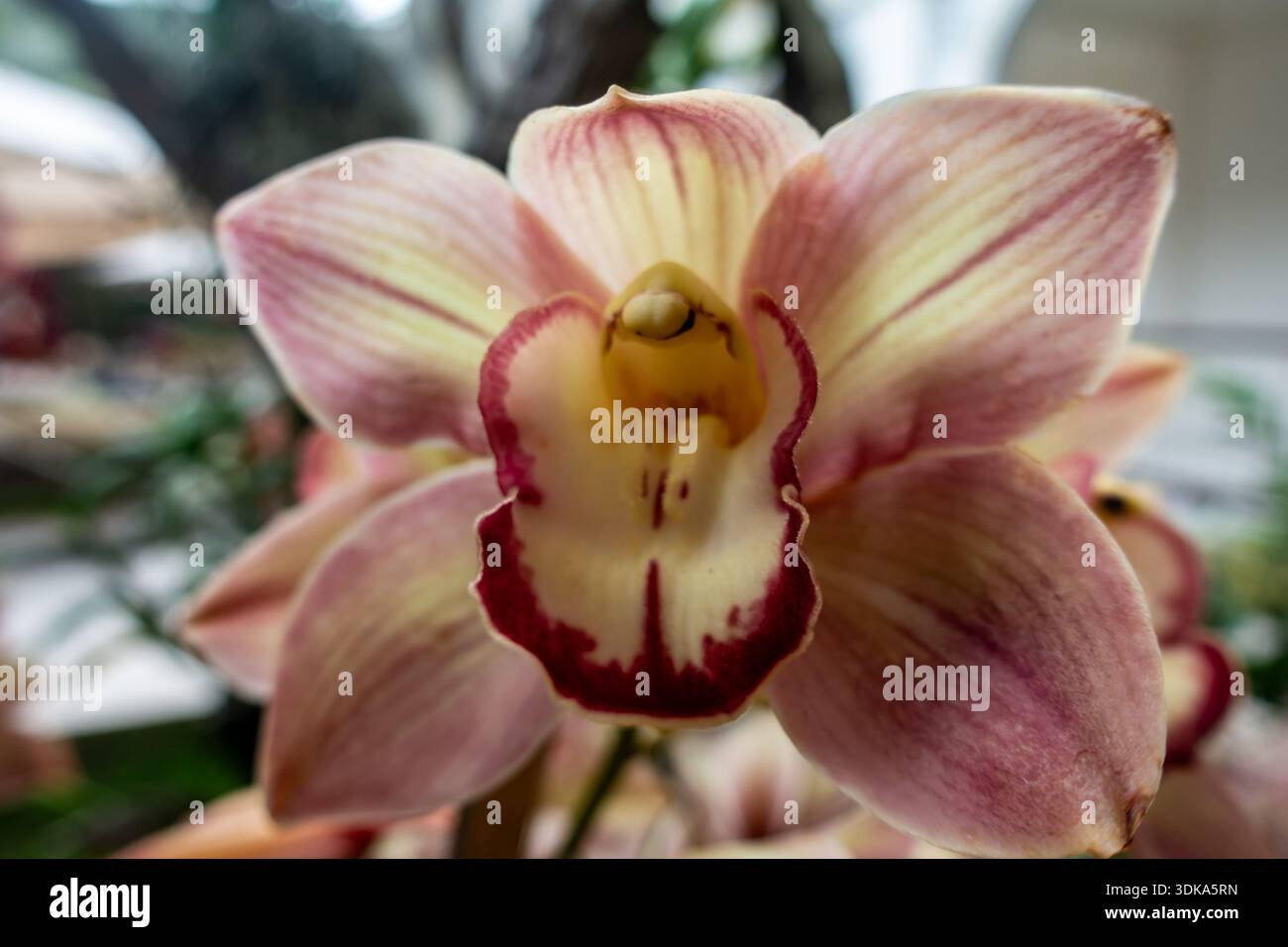 Orchideen im National Orchid Garden in Singapur sind der größte Orchideengarten der Welt Stockfoto