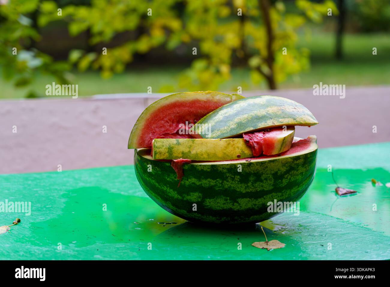 Die Haut einer Wassermelone wird abgeschnitten, wobei die Schichten oben angezeigt werden. Diese Szene ist in einem Garten mit grünen Pflanzen. Stockfoto
