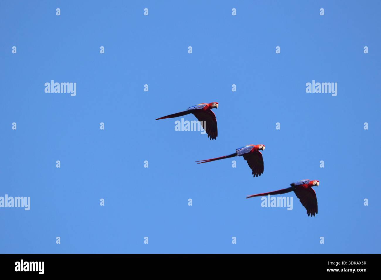 Scharlach-Aras im Flug gegen den blauen Himmel Stockfoto