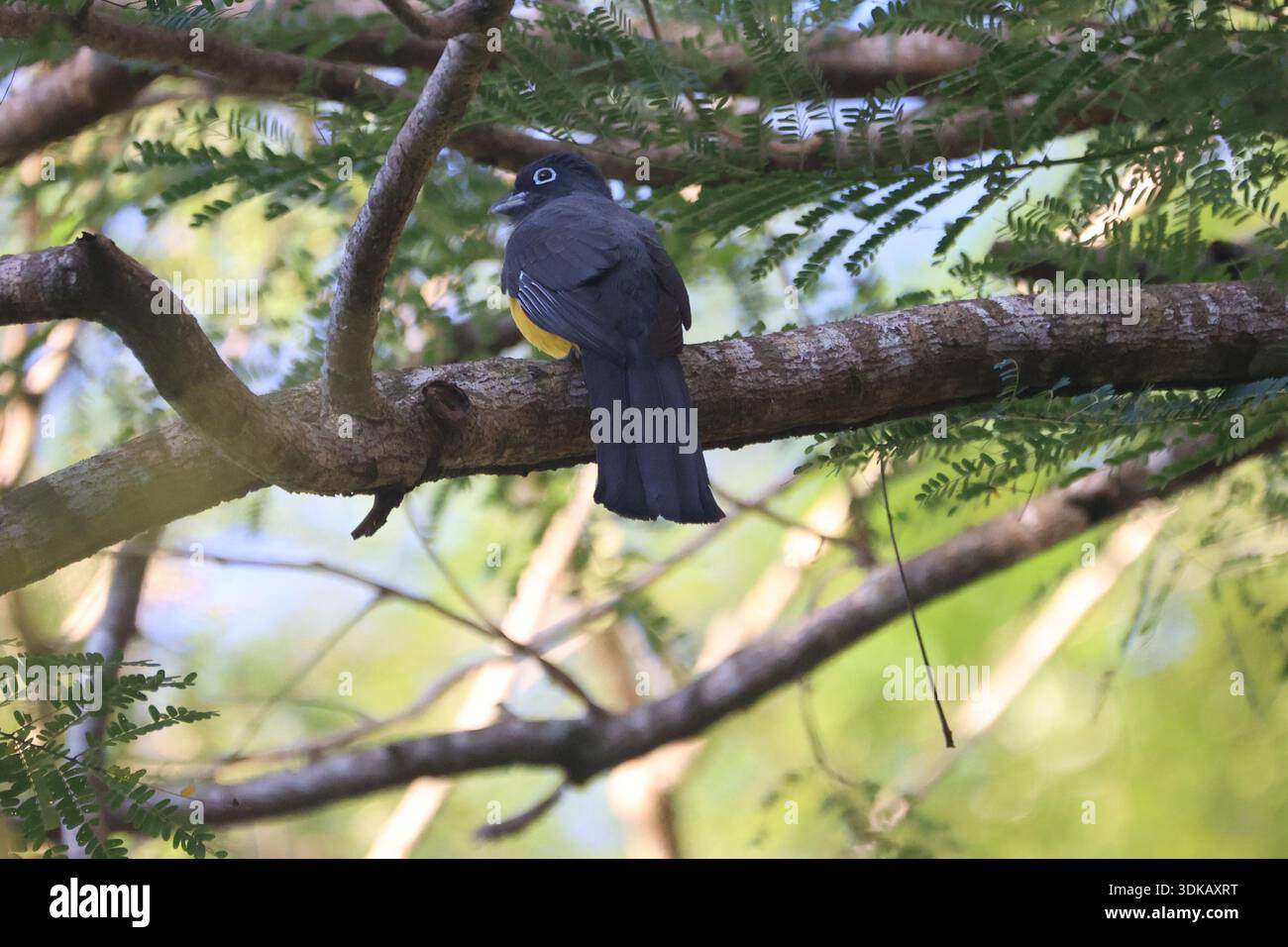 Farbenfroher Vogel auf einem Baumzweig. Stockfoto