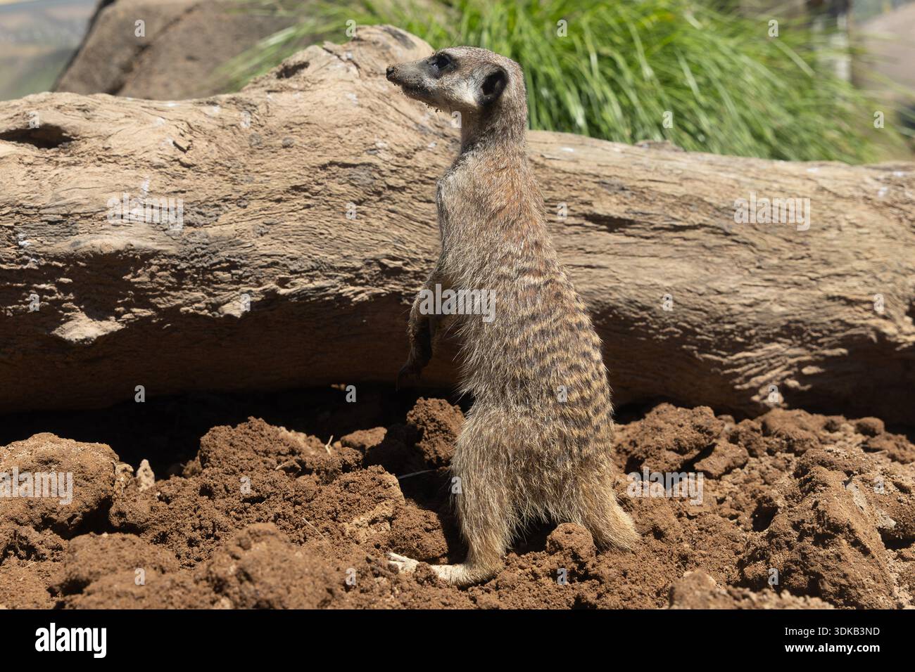 Erdmännchen stehen aufrecht in einem Außengehege im Auckland Zoo in Auckland, Neuseeland. Stockfoto