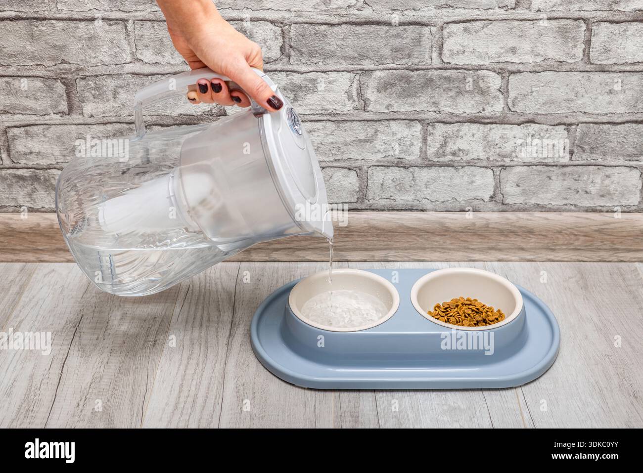Der Züchter gießt Wasser in die Schüssel der Katze. Cat-Feeder und -Wäscher. Tierpflege. Katzen lieben frisches Wasser. Die Katze isst Trockenfutter. Wasserfilter. Stockfoto