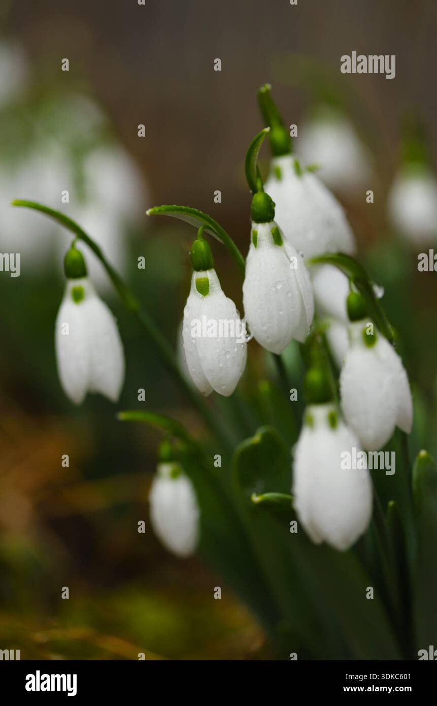 Weißer Schneeglöckchen im Garten Stockfoto