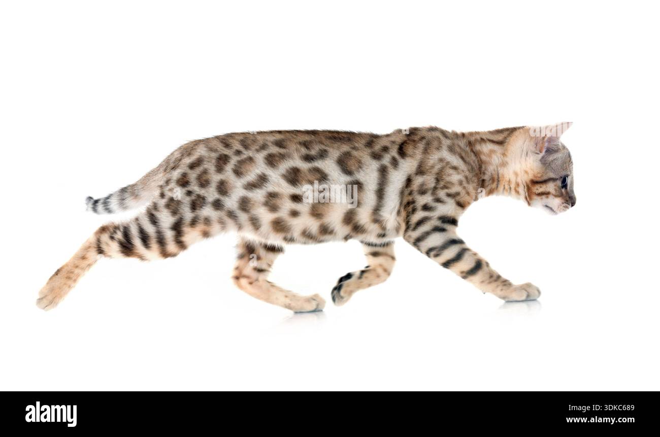Bengal Katze vor weißem Hintergrund Stockfoto