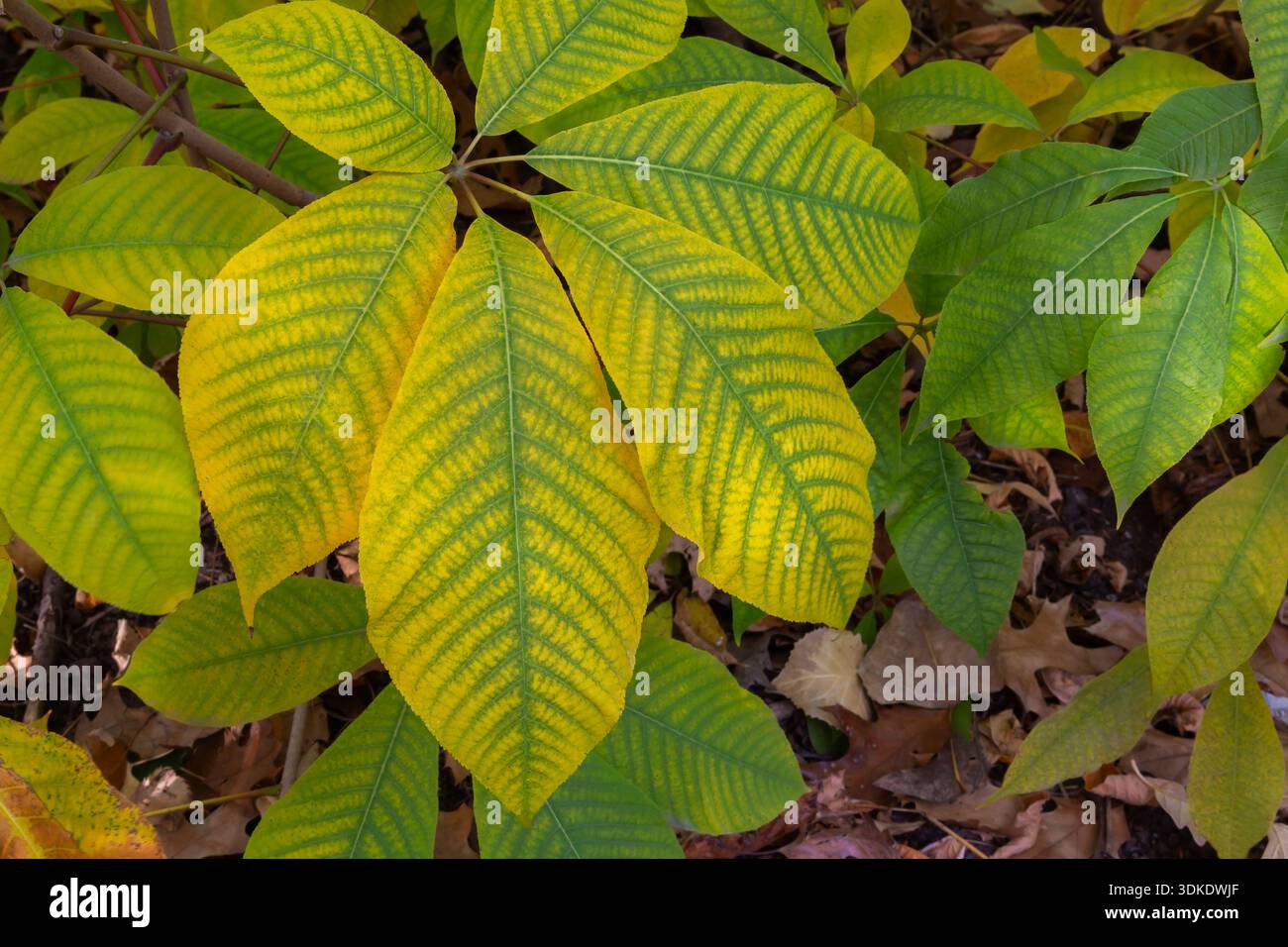 Nahaufnahme von Aesculus parviflora - Pinselkastenblätter im Herbst. Stockfoto