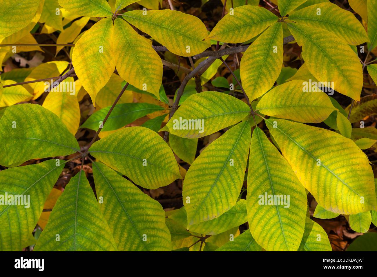 Nahaufnahme von Aesculus parviflora - Pinselkastenblätter im Herbst. Stockfoto
