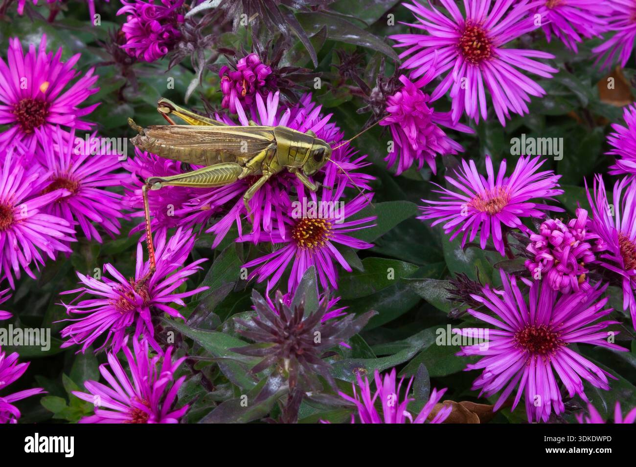 Asterpflanze mit Orthoptera - Grasshopper, der im Herbst die Blütenblätter nährt. Stockfoto