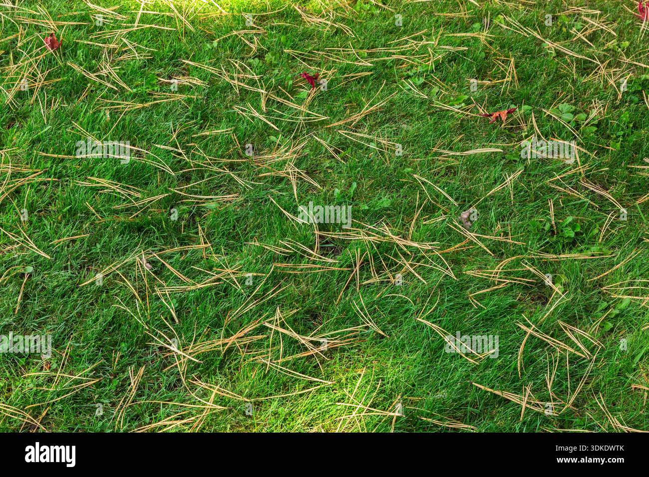 Gefallener Pinus – Kiefernnadeln auf grünem Gras, bewachsen mit unerwünschten Pflanzen und Unkraut im Herbst. Stockfoto