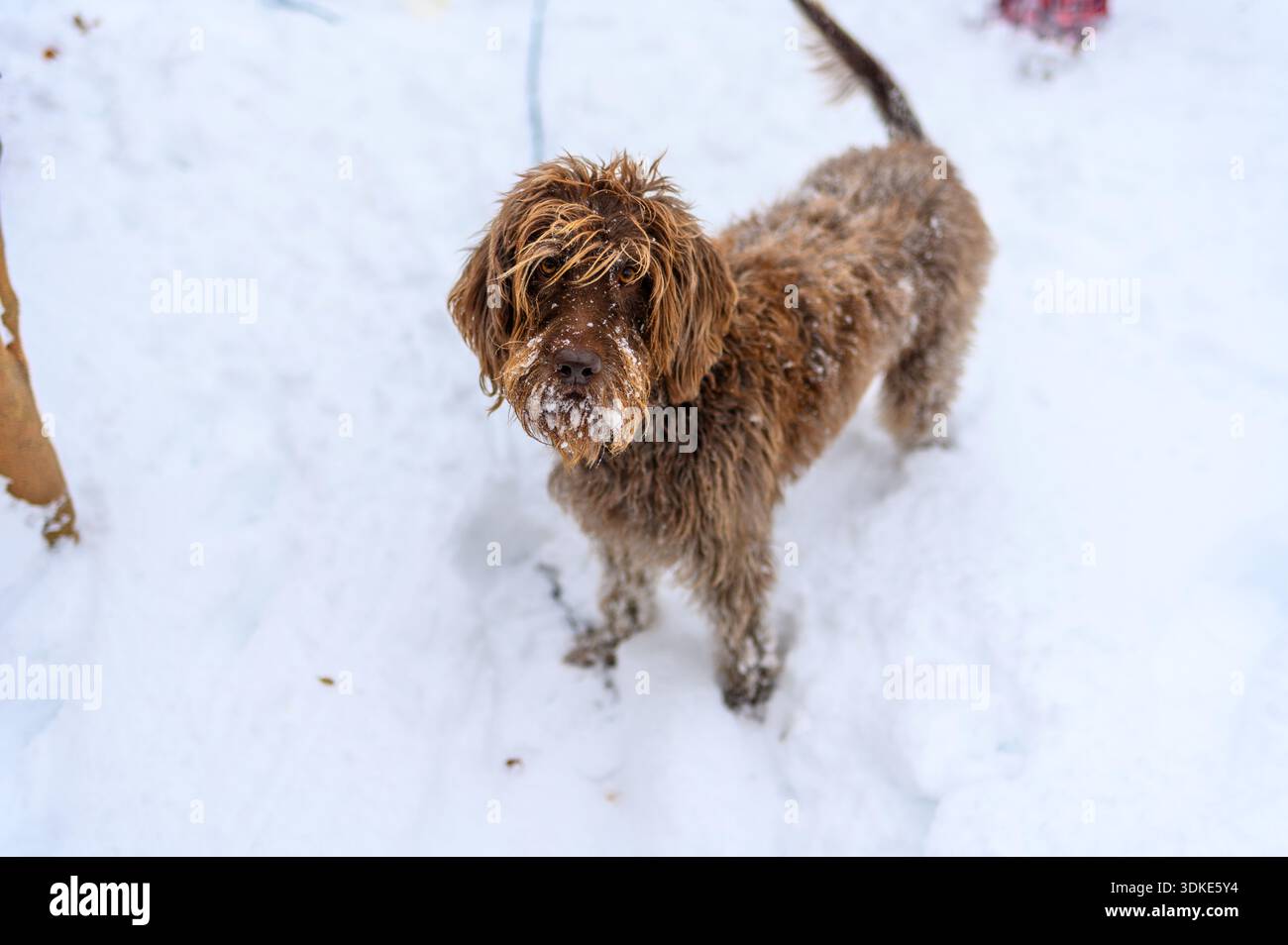 Brauner Hund, der im Winter draußen im Neuschnee steht und in die Kamera blickt. Stockfoto