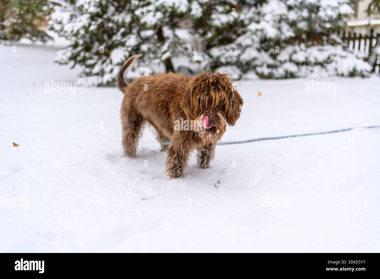 Brauner Hund, der im Winter draußen im Neuschnee steht und in die Kamera blickt. Stockfoto
