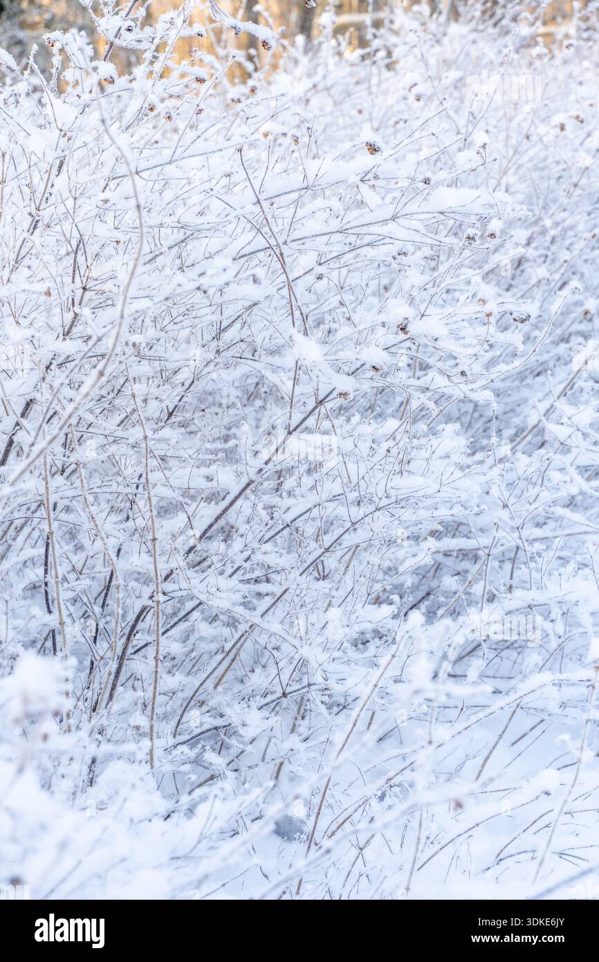 Schneebedeckte Wintersträucher bilden ein strukturiertes natürliches Muster, frostige Äste schaffen Tiefe und Struktur in einem ruhigen saisonalen Hintergrund. Stockfoto