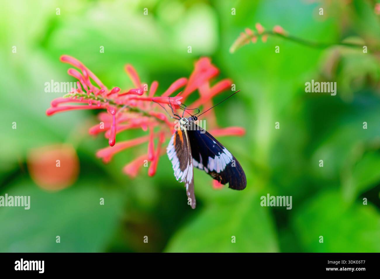Schwarz-weißer Schmetterling, der sich von einer roten tropischen Blume mit weichem grünem Hintergrund ernährt. Stockfoto
