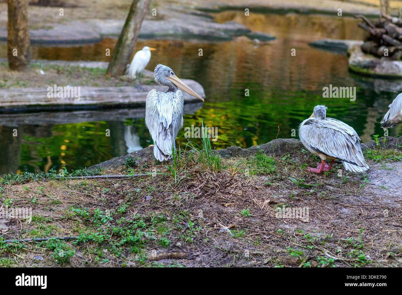 Pelicans stehen in der Nähe des Wassers in einem Tierausstellungsbereich im Disney's Animal Kingdom Freizeitpark, Orlando, Florida. Stockfoto