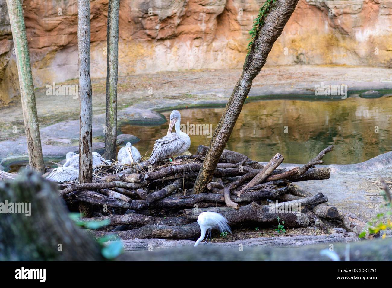 Pelicaner ruhen auf Baumstämmen neben einem Teich in Tierlebensräumen im Disney’s Animal Kingdom, Orlando, Florida. Stockfoto